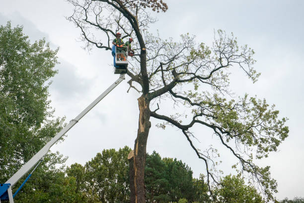 Best Emergency Tree Service  in USA